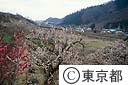裏高尾の梅林