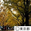 外苑のイチョウ並木