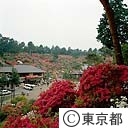 塩船観音のつつじまつり