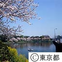 千鳥ヶ淵の桜