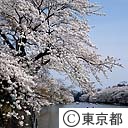 桜の井の頭公園