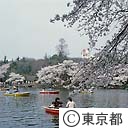井の頭公園ボート場の桜