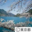 小河内ダムの桜