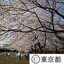小金井公園の桜