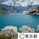 小河内ダムの桜