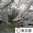 井の頭公園の桜
