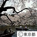 井の頭公園の桜