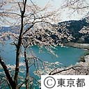 小河内ダムの桜