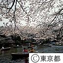 井の頭公園の桜