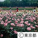 神代植物公園のバラ園