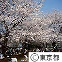 小金井公園の桜