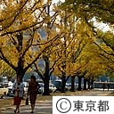 神宮外苑のイチョウ並木の紅葉