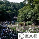 明治神宮の花菖蒲