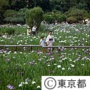 堀切菖蒲園の花菖蒲