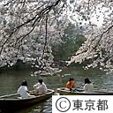井の頭公園の桜