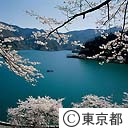 奥多摩湖の桜