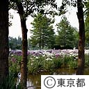 水元公園の花菖蒲