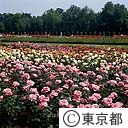 神代植物公園のバラ園