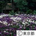 後楽園の花菖蒲