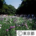明治神宮の花菖蒲