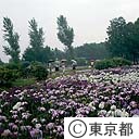 水元公園の花菖蒲