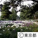 水元公園の花菖蒲