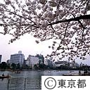 上野公園の桜