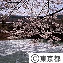 利根川の桜