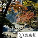 日原川の紅葉