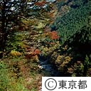 多摩川の紅葉