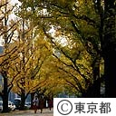 神宮外苑のイチョウ並木の紅葉