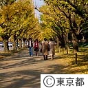 神宮外苑のイチョウ並木の紅葉