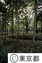 蘆花公園の竹林とくま笹