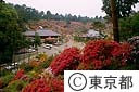 塩船観音のつつじ