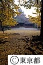 広徳寺のイチョウの黄葉