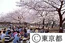 小金井公園の桜