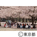 小金井公園の桜