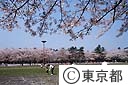 小金井公園の桜