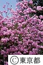ミツバツツジの花