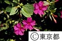 オシロイ花