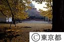 広徳寺のイチョウの黄葉