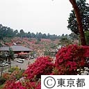 つつじの塩船観音