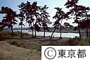 多摩川五本松
