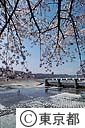桜の羽村ぜき