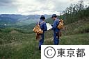 水源林で働く水道局職員