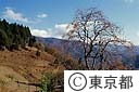 奥多摩の秋（柿の実）