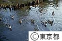 石神井公園の渡り鳥