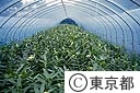サクユリのビニールハウス