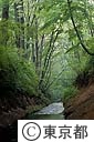 玉川上水の緑