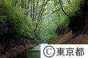 玉川上水の緑